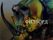 Игра ФИЛВОРД НАСЕКОМЫЕ